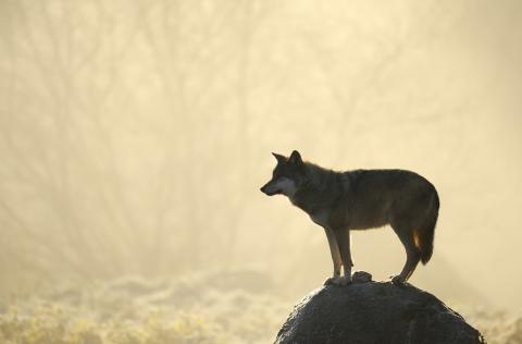 Loups de Chabrières